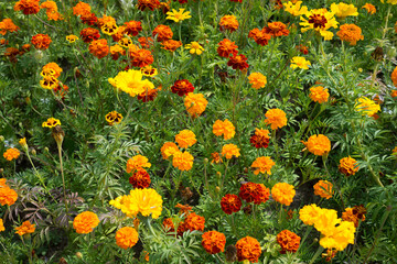 Orange marigold flowers bloom in the garden - 458905491