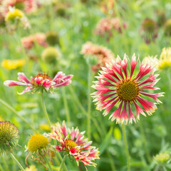 Obraz premium Gaillardia pulchella flowers in the garden close-up