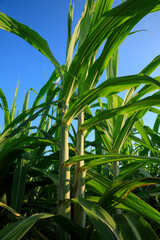 Obraz premium Sugarcane plants growing at field