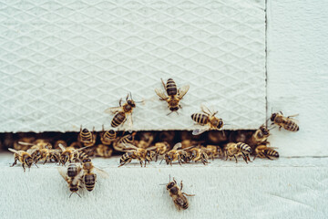 bees entering the white hive