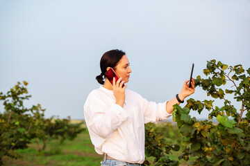 Female farmer entrepreneur using a digital tablet and smartphone to inspecting hazelnut orchard farm. Quality control, examining hazelnut tree plant for agriculture crop or food production industry