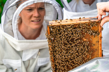 Beekeeper inspects bees in a protective suit