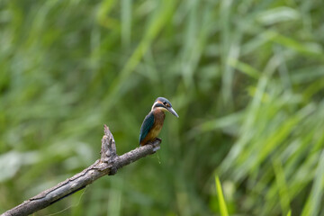 Common Kingfisher Alcedo atthis hunting by the river, beautiful colorful bird sitting on the branch and hunting fish, catching fish