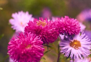 Obraz premium Group of asters are blooming