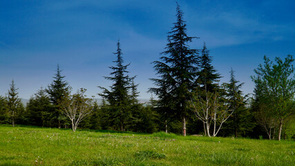 Fototapeta na wymiar Pine needles and daisies in backlight. Blue Sky and pine forest.