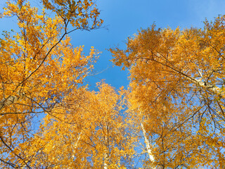 Yellow autumn foliage on trees against blue sky