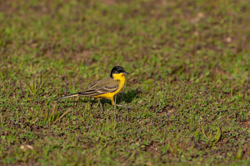 Western Yellow Wagtail (Motacilla flava) perched in the grass