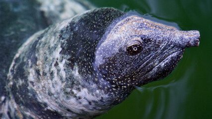 Nile Tortoise living in salt water. The Nile Tortoise living in the Aegean Sea with the Caretta Carettas.