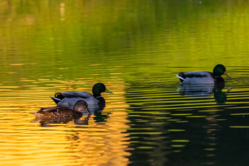 duck swimming on the surface of the water, in the reflections of the rising sun