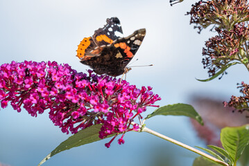 Schmetterling / Garten