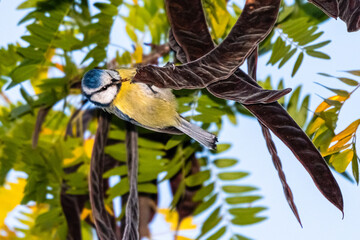 blue tit perched on a tree branch