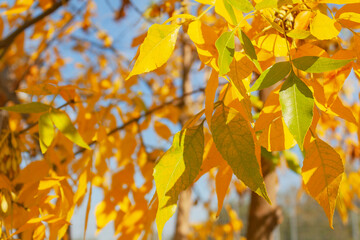 natural branch of autumn tree with yellow leaves close up