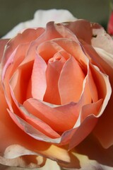Orange rose flower in full bloom 