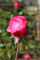 red rose in garden