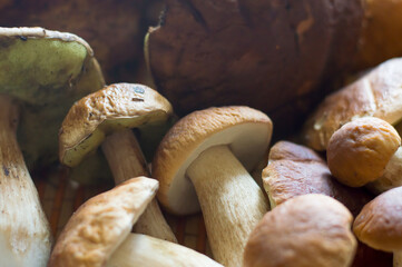 noble mushrooms collected in the forest on wooden table