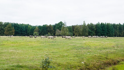 Fototapeta premium Lots of wild horses graze in the green meadow, in the background there is a forest, a cloudy day