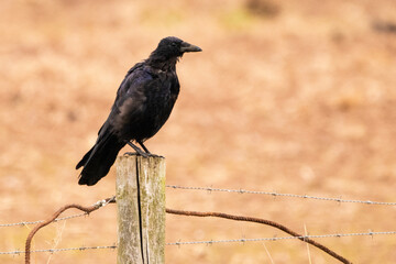 crow on a fence