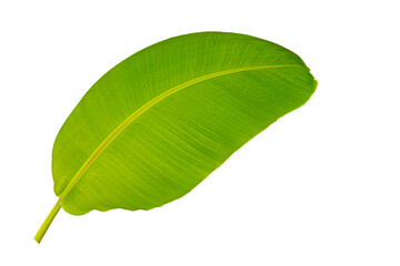 Obraz premium Green leaves Banana isolated on white background for montage product display or design key visual layout. with clipping path