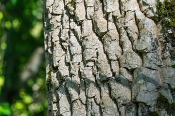 Close-up of gray bark texture Diospyros virginiana tree, commonly called American persimmon. Persimmon tree grows in Arboretum Park Southern Cultures in Sirius (Adler) Sochi.