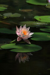 スイレンの花　水面に咲く　秋　（高知県　三原村）
