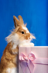 A cute rabbit sitting in a pink present box with blue background. Front view. Holidays concept.