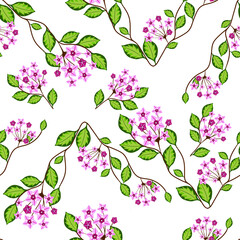 Seamless pattern with hoya home flower. Botanical vector illustration. Floral design for textile, fabric and wallpaper.