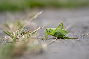 A green locust on an asphalt road.