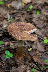 not edible mushroom Amanita rubescens in forest