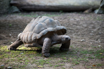 portrait of land turtle walking in a zoological park