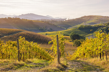 Fototapeta na wymiar Vineyard on hils in countryside, agricultural landscape