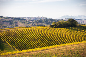 Vineyard on hils in countryside, agricultural landscape