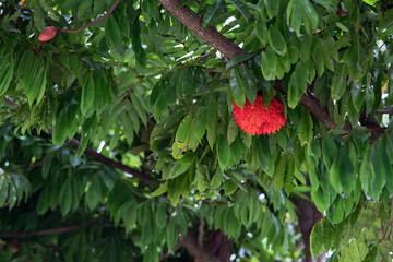 Vibrant Decorous Red Flowering Gum Tree Blooming in Striking Visual Glory.