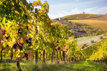 Vineyard on hils in countryside, agricultural landscape