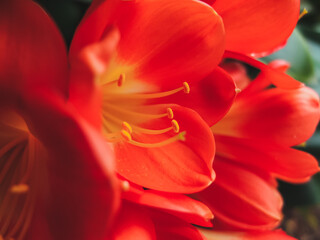 close up of an orange flower