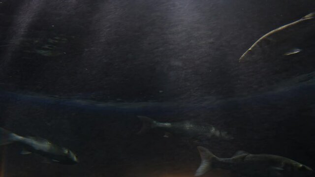 European Bass and Gilt-head bream swimming in a aquarium
