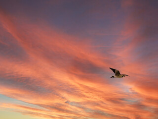 Plover Into The Sunset