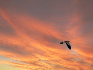Plover Fly's Into The Sunset