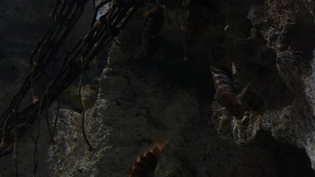 Comber fish in a aquarium. Serranus cabrilla