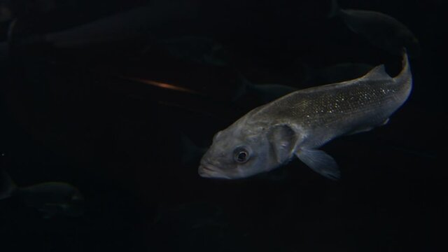 European Bass or Sea Bass. Dicentrarchus Labrax