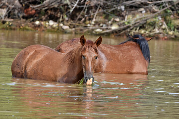 Arizona wild horses cooling off in the Salt River
