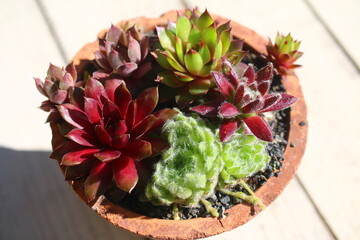 Sempervivum clay pot handmade © Perovskia