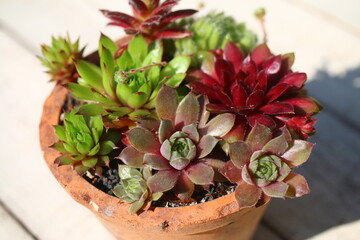 Sempervivum clay pot handmade © Perovskia