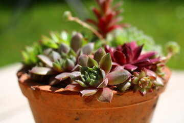 Sempervivum clay pot handmade