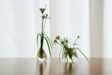 畑にニラの花が咲いたので、花瓶に活けて明るい窓辺に飾った風景