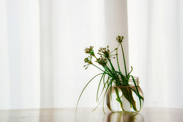 畑にニラの花が咲いたので、花瓶に活けて明るい窓辺に飾った風景