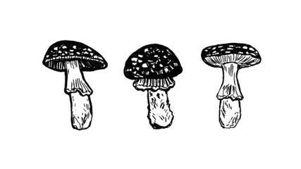 set of graphic black and white fly agaric illustrations