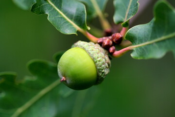 acorns on the oak