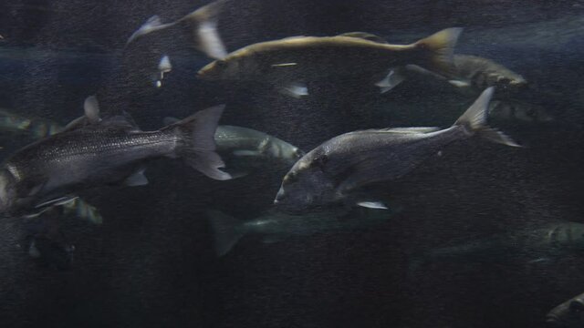 European Bass or Sea Bass swimming in a aquarium. Dicentrarchus Labrax