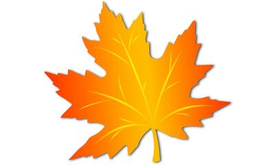 Orange maple leaf with white background. Autumn maple leaf 