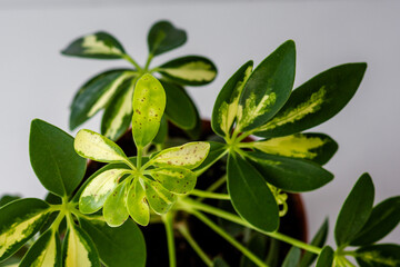 Dark spots on leaves of schefflera plant on the white background